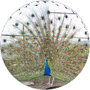 Carla Ternieden profile picture