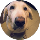 Yoriko Tsutsui profile picture